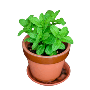 Spearmint Flavour - Australian Range Fog Juice
