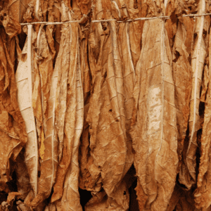 Tradewinds Tobacco Cameroon